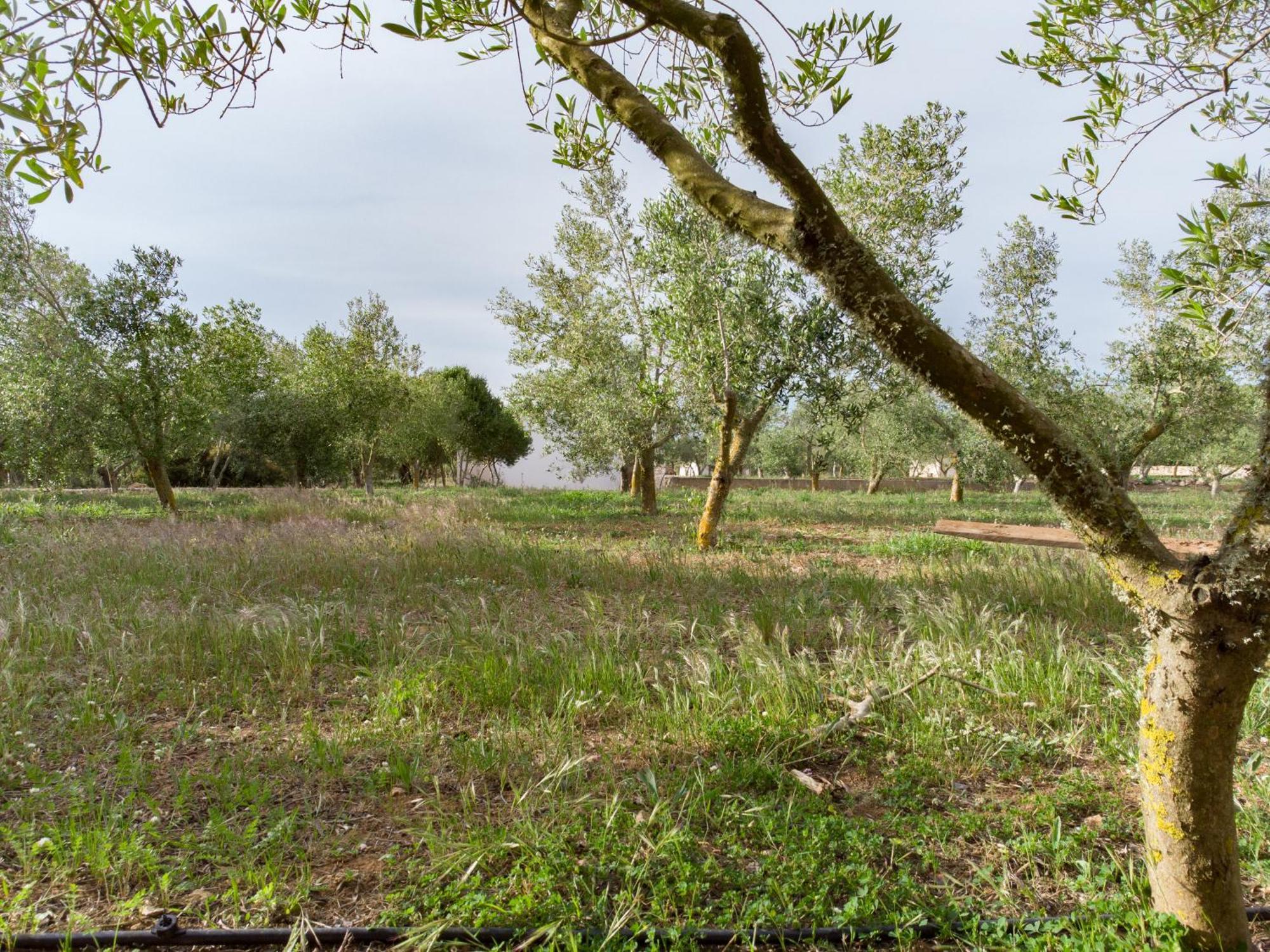 Agroturismo Malbuger Nou Menorca -Adults Only- マオー エクステリア 写真